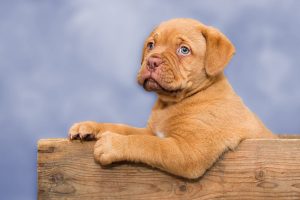 dogue de bordeaux photo 5