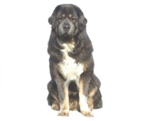 tibet mastiff