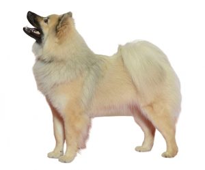 eurasier