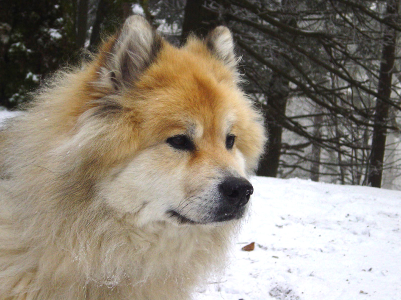 eurasier personnalité