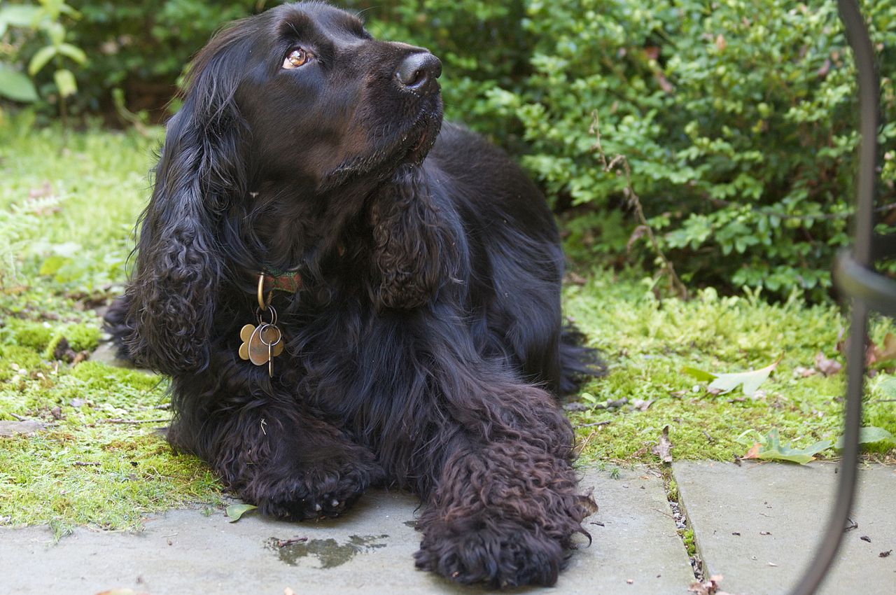field spaniel personnalité