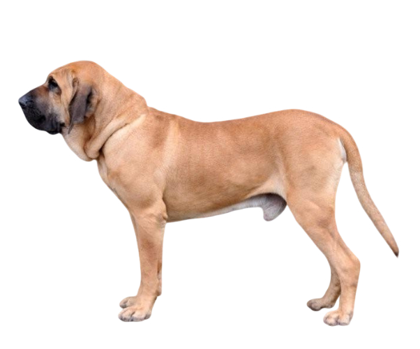 Fila Brasileña