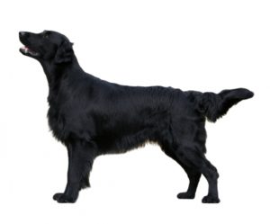 flat coated retriever