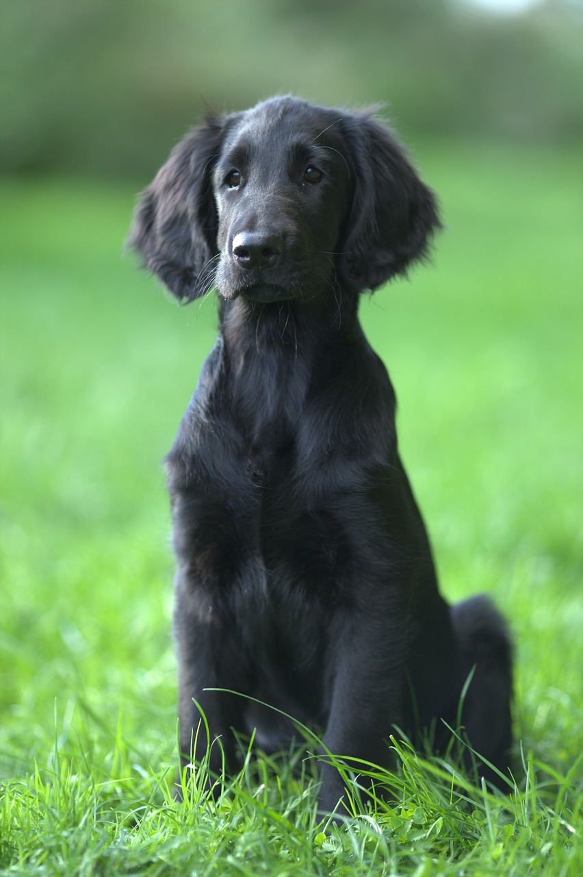 flat coated retriever personnalité