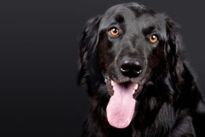 flat coated retriever photo 2