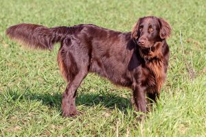 flat coated retriever photo 3