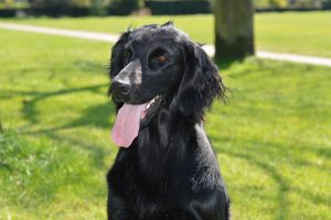 flat coated retriever photo