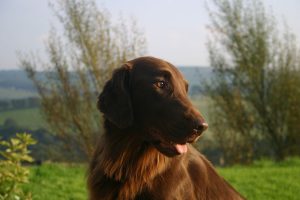 flat coated retriever photo 4