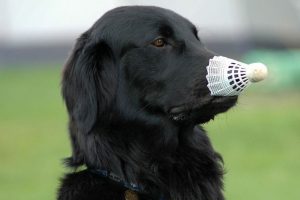 flat coated retriever photo 5