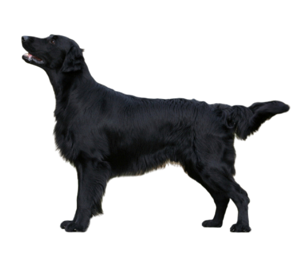 flat coated retriever