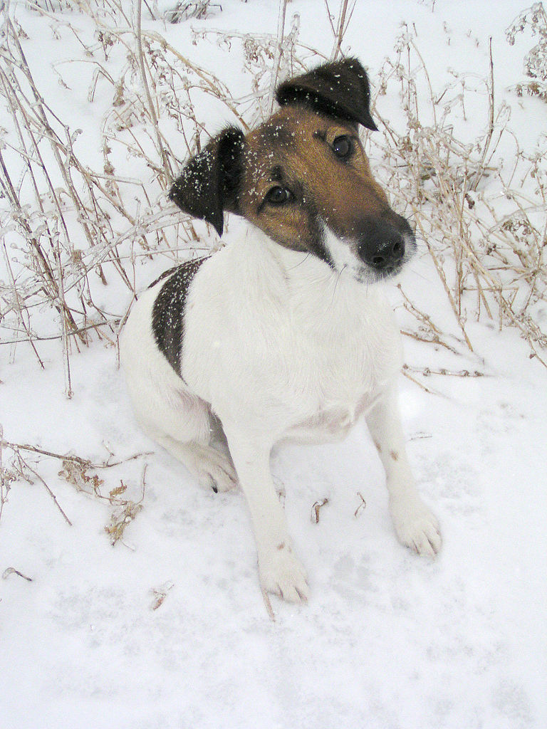 fox-terrier personnalité