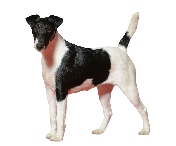 fox-terrier