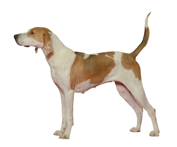 El Foxhound americano