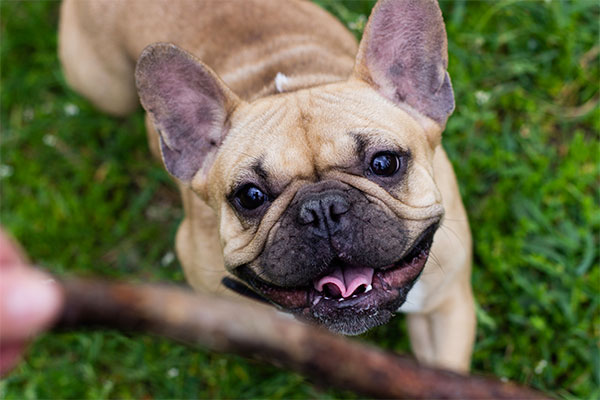 French Bulldog
