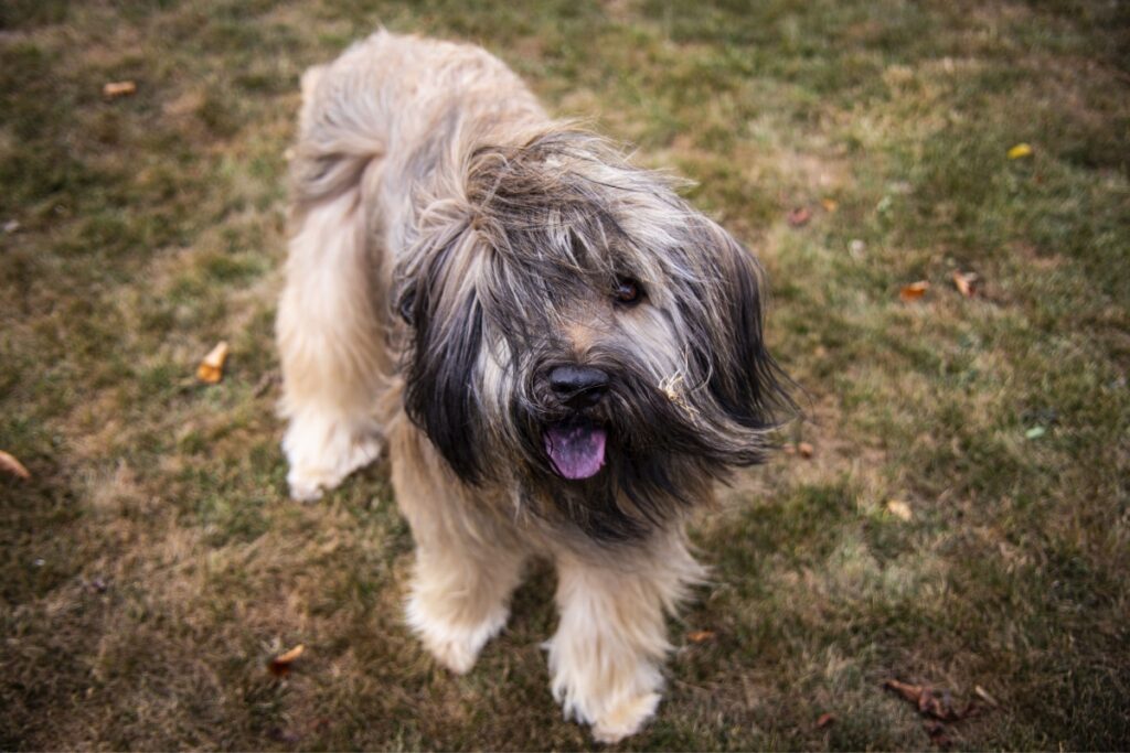 front view of catalan sheepdog