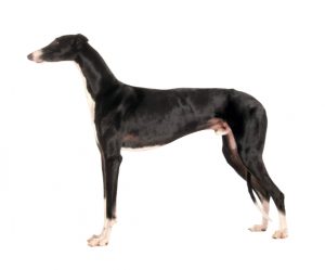 galgo espagnol