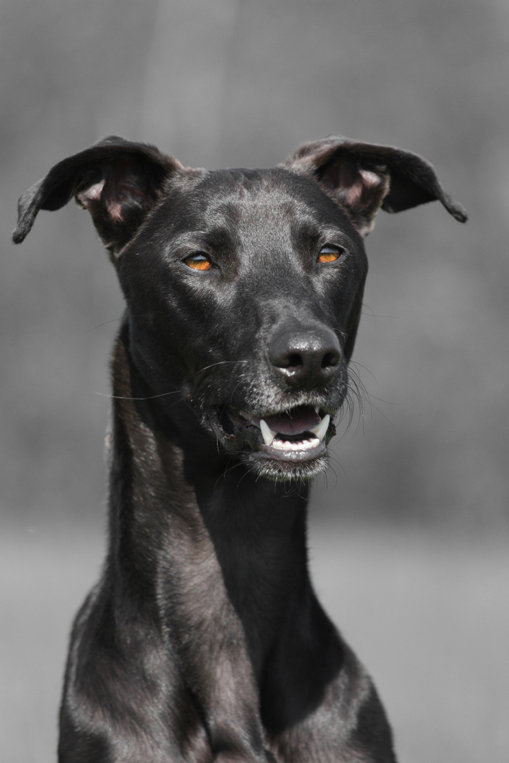 galgo espagnol personnalité