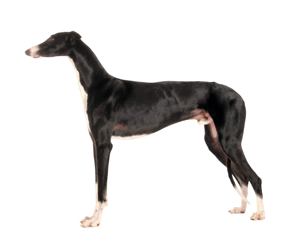 Galgo Espagnol