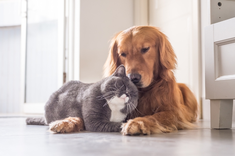 golden retriever con un gato