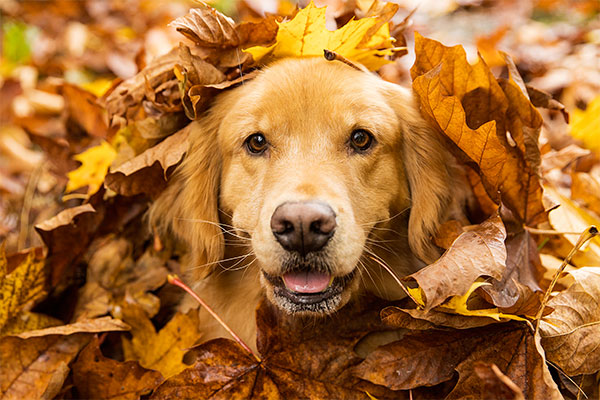 Golden retriever dans des feuilles