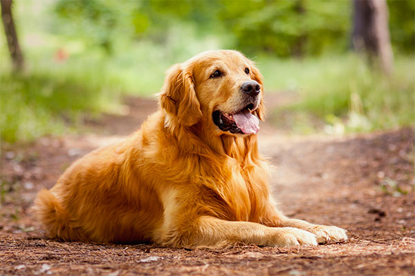 Golden retriever couché
