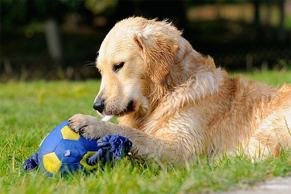chiot Golden retriever qui joue