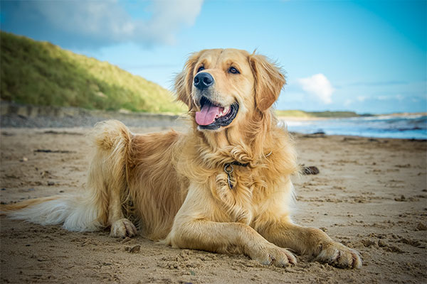 Golden retriever à la plage
