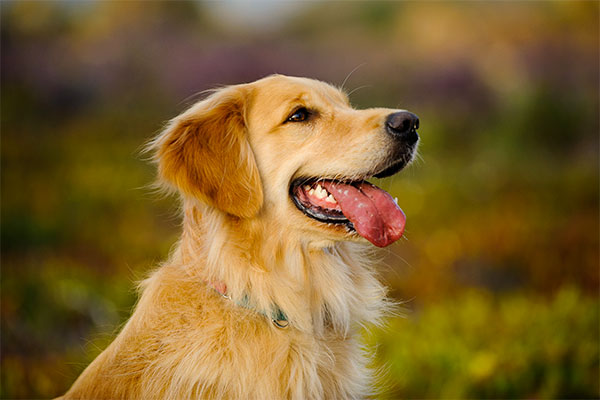 Golden retriever assis