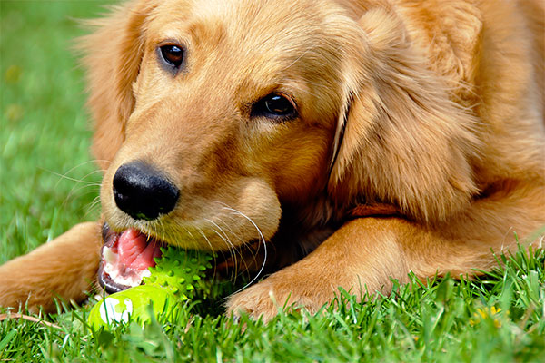 Golden retriever avec son jouet