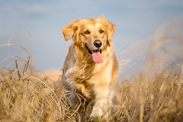 Golden retriever à la campagne