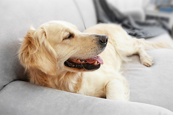 Golden retriever couché sur le divan