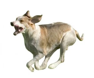 great Anglo-French white and orange