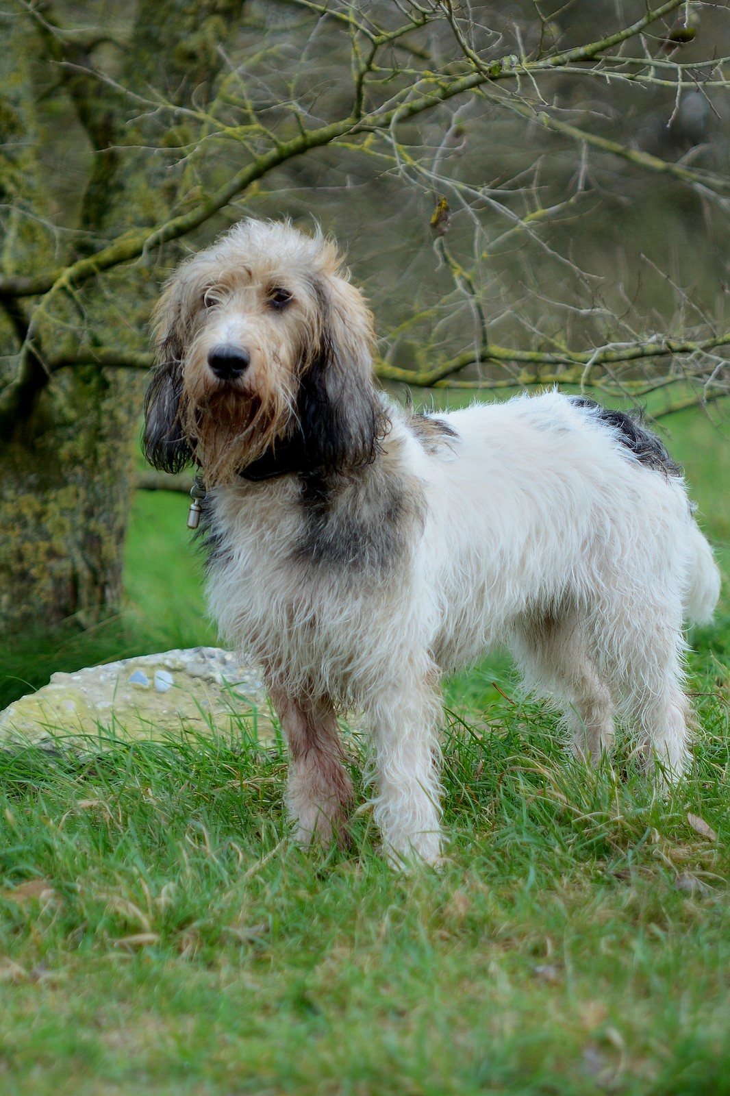 grand basset griffon vendéen personnalité