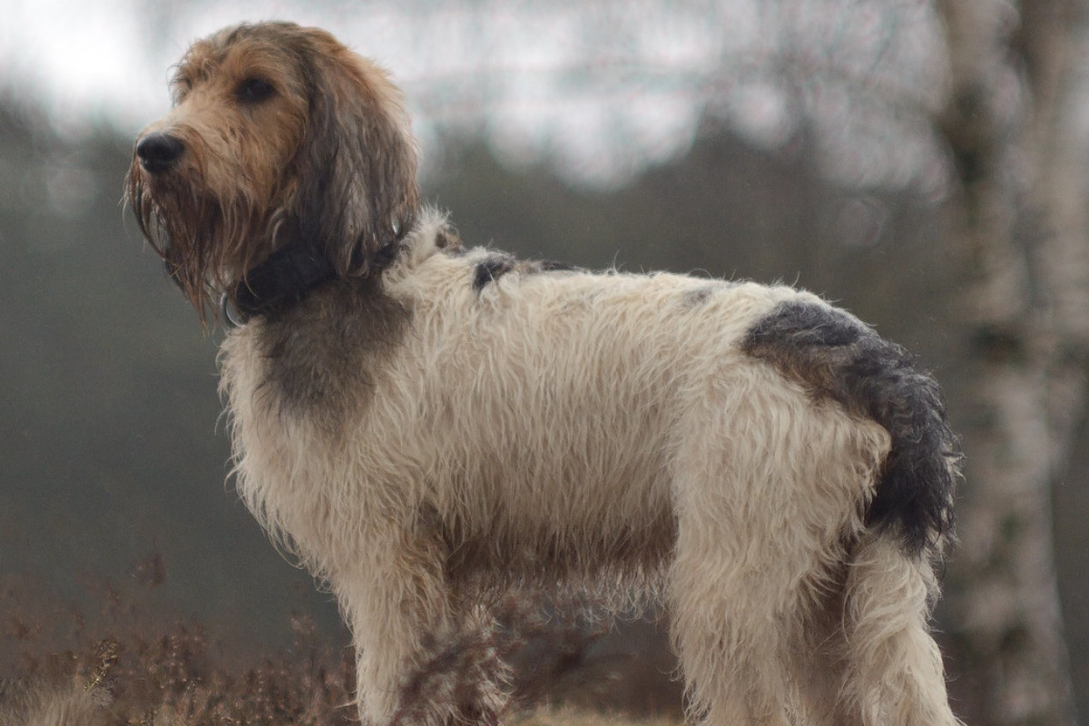 grand basset griffon vendéen photo 3