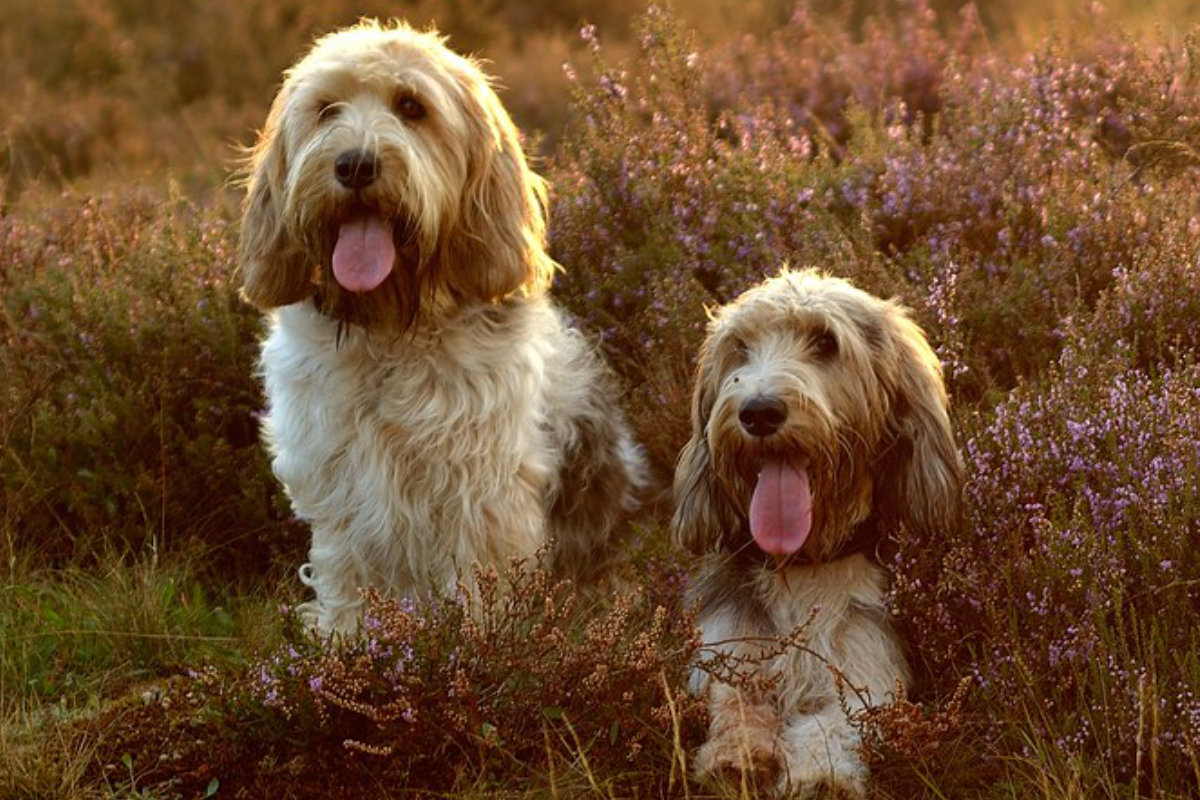 grand basset griffon vendéen photo 4
