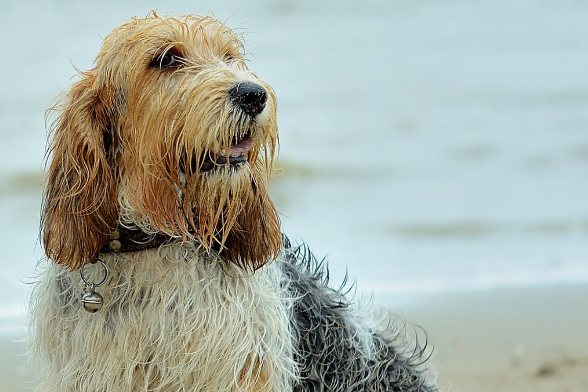 grand basset griffon vendéen photo 5