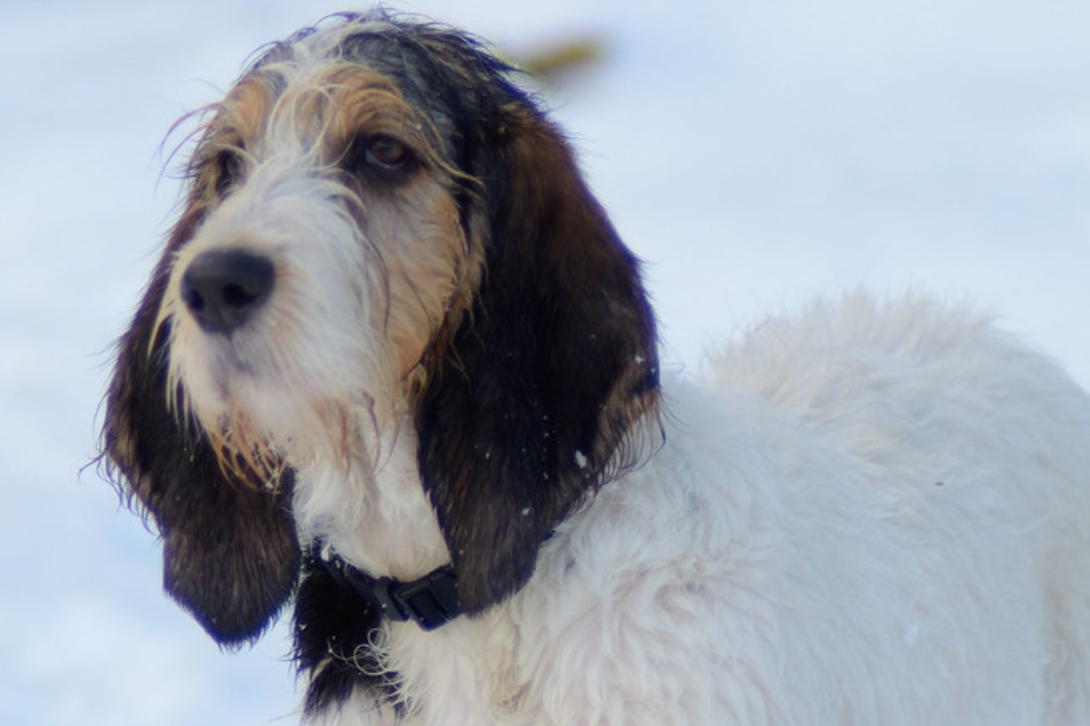 grand basset griffon vendéen photo 7