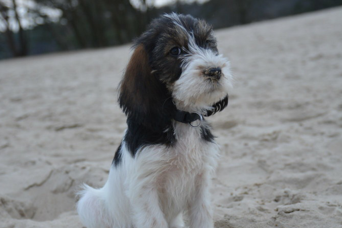 grand basset griffon vendéen photo 8