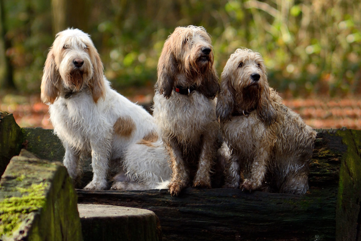 grand basset griffon vendéen photo