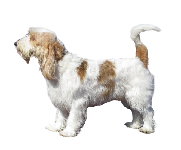 Grand Basset Griffon Vendéen