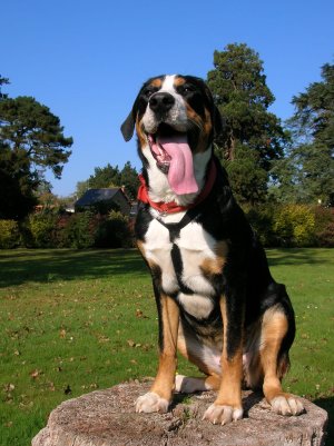 grand bouvier suisse personnalité