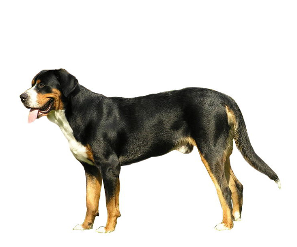grand bouvier suisse