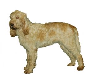 el gran Vendean Griffin