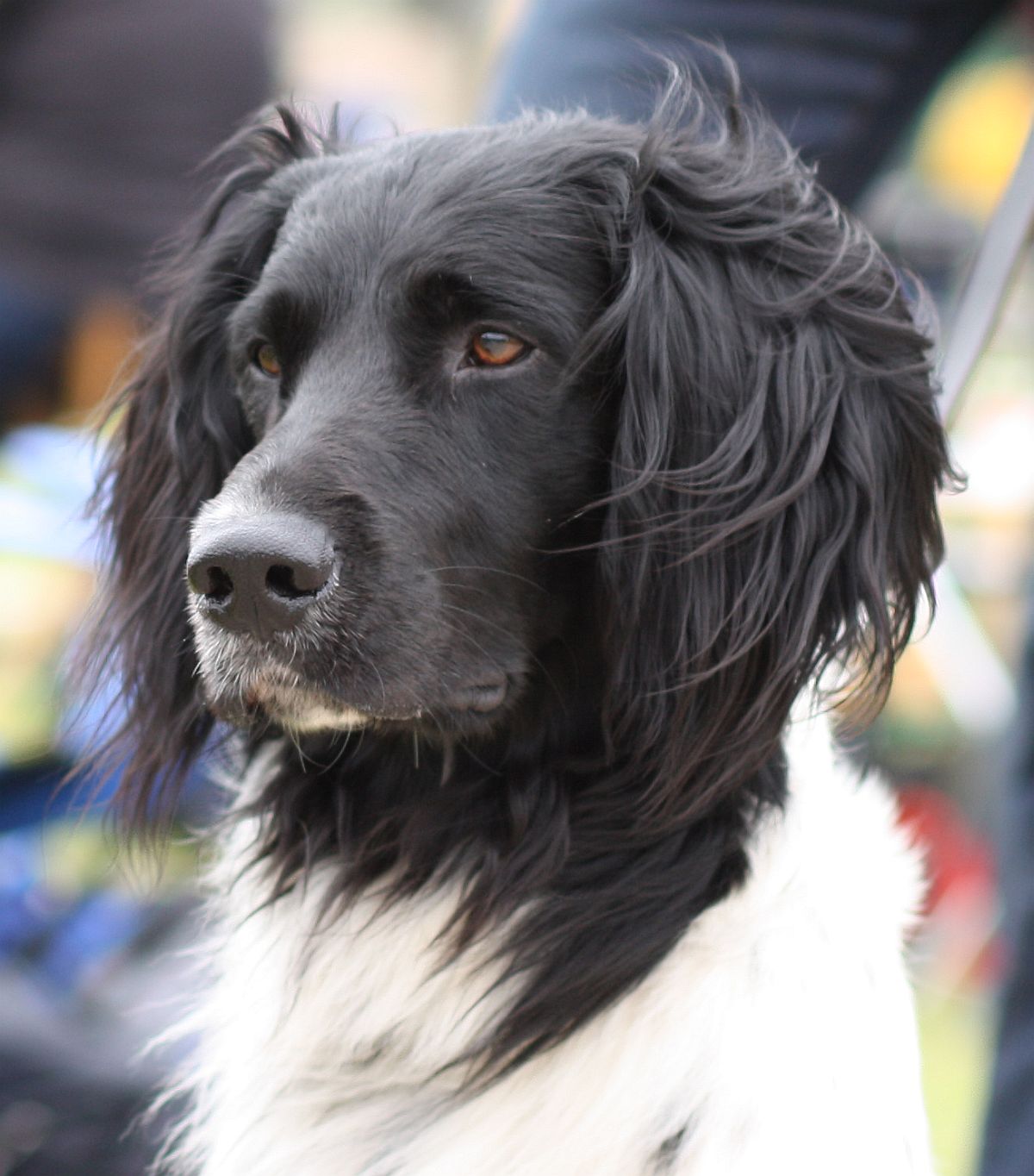 grand münsterländer personnalité