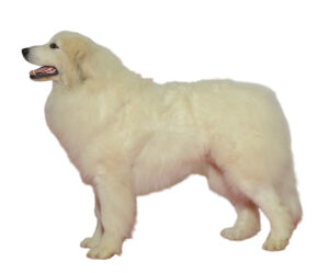 great pyrenees