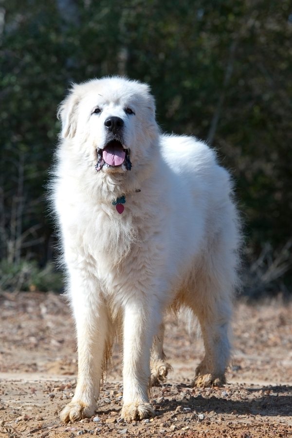 great pyrenees temperament