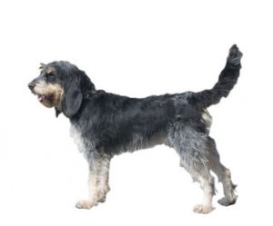 grifo azul de gasconia