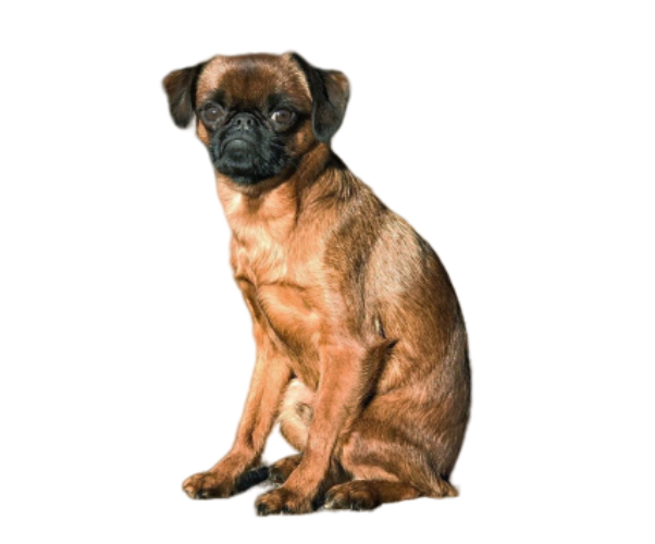 griffon bruxellois
