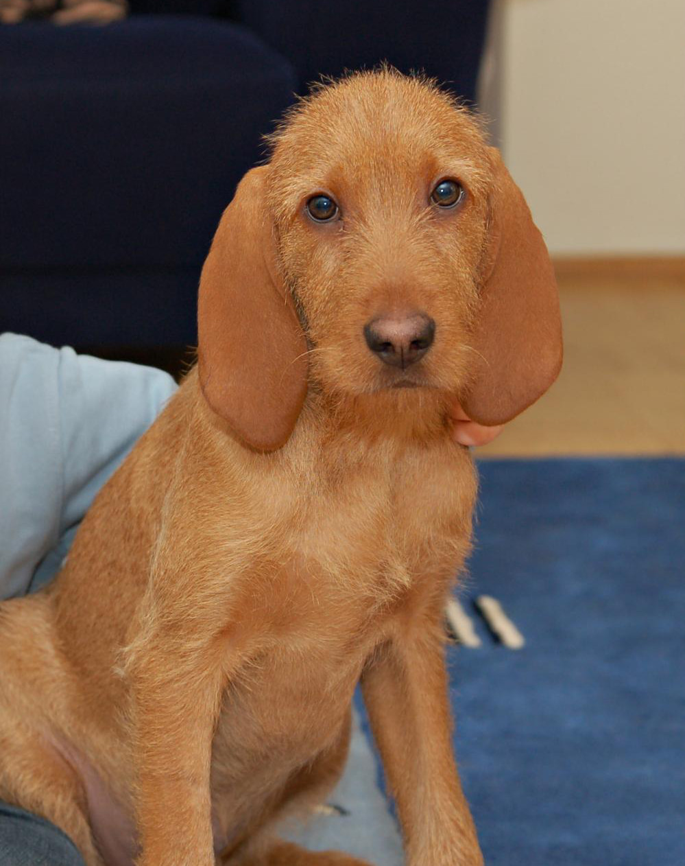 griffon fauve de bretagne personnalité
