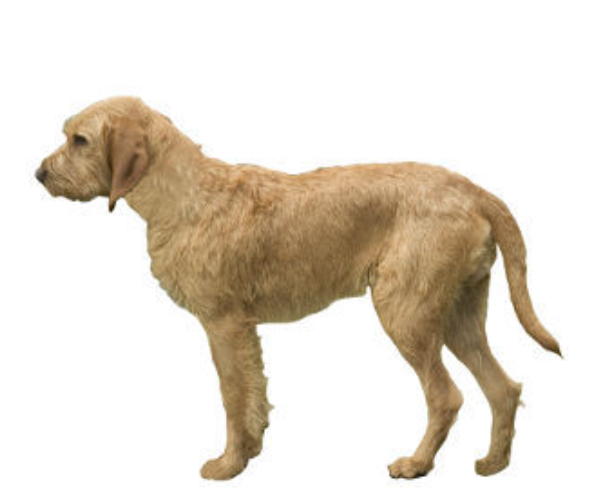 griffon fauve de bretagne